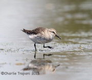 6S3A9190White-rumped_Sandpiper