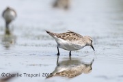 6S3A9209White-Rumped_Sandpiper