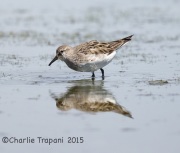 6S3A9215White-Rumped_Sandpiper