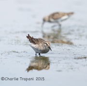6S3A9228White-Rumped_Sandpiper