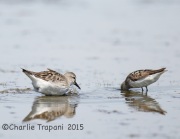 6S3A9240White-Rumped_Sandpiper_With_SemiPalm
