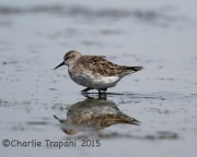 6S3A9259White-Rumped_Sandpiper
