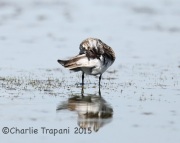 6S3A9270White-Rumped_Sandpiper
