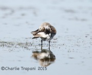 6S3A9273White-Rumped_Sandpiper
