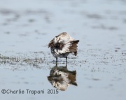 6S3A9279White-Rumped_Sandpiper