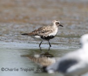 6S3A9293Black-bellied_Plover