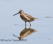6S3A9318Short-Billed_Dowitcher