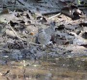 6s3a0015solitarysandpiper-copy