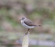 6s3a0116solitarysandpiper