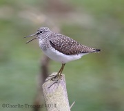 6s3a0128solitarysandpiper