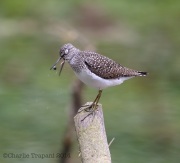 6s3a0129solitarysandpiper