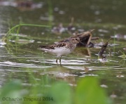 6s3a1400leastsandpiper