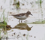 6s3a1463leastsandpiper