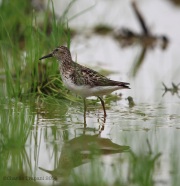 6s3a1531leastsandpiper