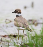 6s3a1579killdeer