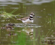 6s3a1605killdeer