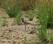 6s3a1685babykilldeer