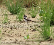 6s3a1686babykilldeer