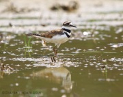 6s3a1689killdeer