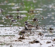 6s3a1714babykilldeer