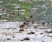 6s3a1717babykilldeer