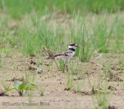 6s3a1743babykilldeer
