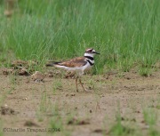 6s3a1750killdeer
