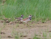 6s3a1754babykilldeer_with_adult