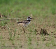 6s3a1767babykilldeer