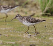 6s3a1913leastsandpiper