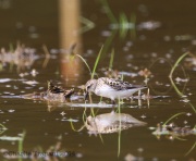 6s3a3087semipalmatedsandpiper_greenpond