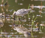 6s3a3106stiltsandpiper_greenpond