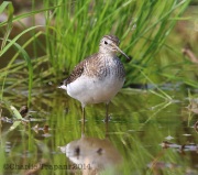 6s3a3120solitarysandpiper_greenpond