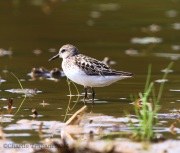 6s3a3126semipalmatedsandpiper_greenpond