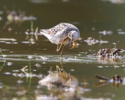 6s3a3133stiltsandpiper_greenpond