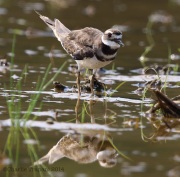 6s3a3150killdeer_greenpond