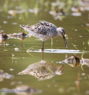 6s3a3169stiltsandpiper_greenpond