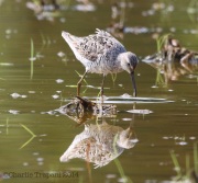 6s3a3176stiltsandpiper_greenpond