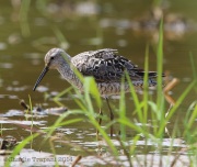 6s3a3203stiltsandpiper_greenpond