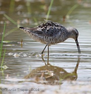 6s3a3211stiltsandpiper_greenpond