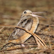 6s3a3396americanwoodcock