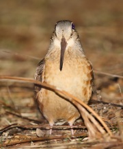 6s3a3398americanwoodcock