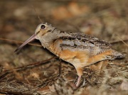 6s3a3409americanwoodcock