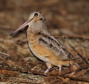 6s3a3411americanwoodcock