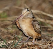 6s3a3449americanwoodcock