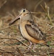 6s3a3455americanwoodcock