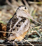 6s3a3465americanwoodcock