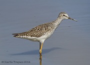 6s3a4516lesser_yellowlegs