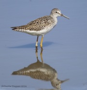 6s3a4528lesser_yellowlegs
