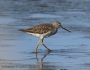 6s3a4726greateryellowlegs